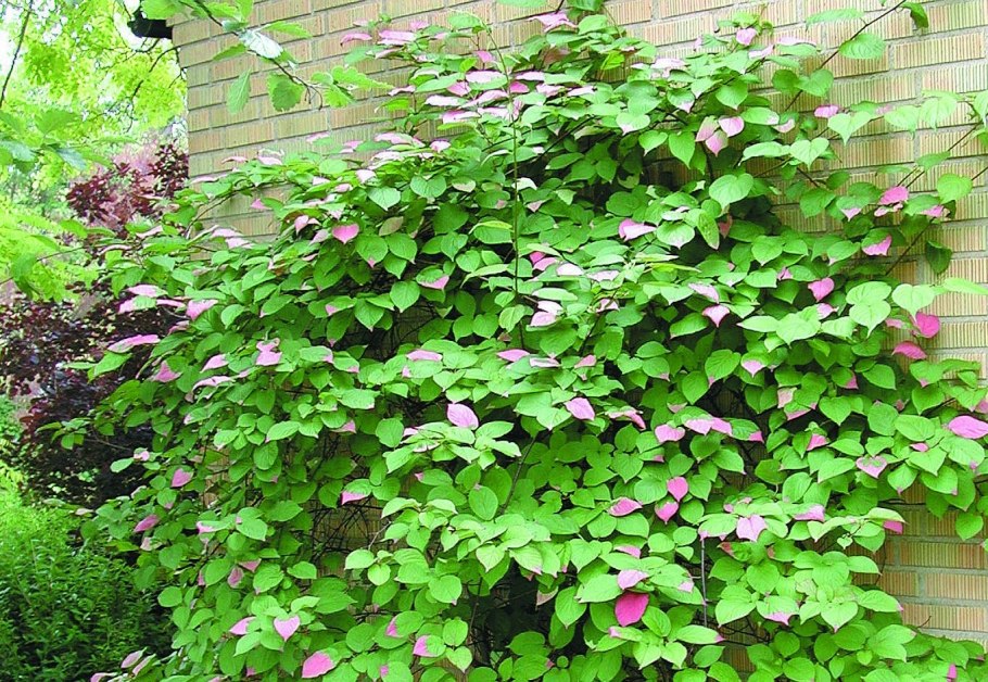 Вестрингия кустарниковая