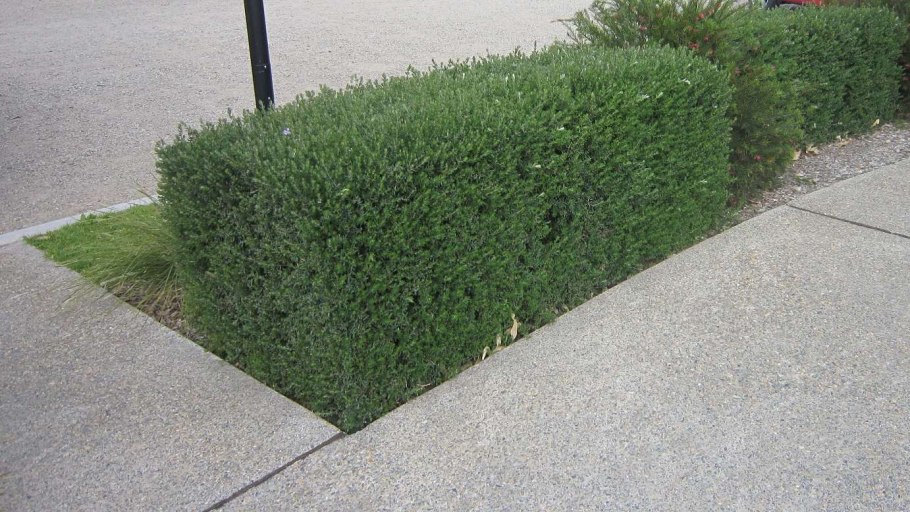 Кислица Лесная