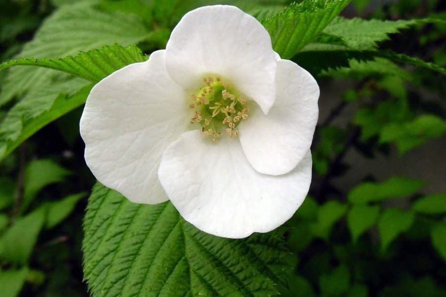 Розовик керриевидный rhodotypos Scandens