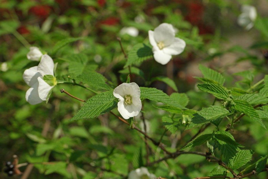 Rhodotypos Scandens