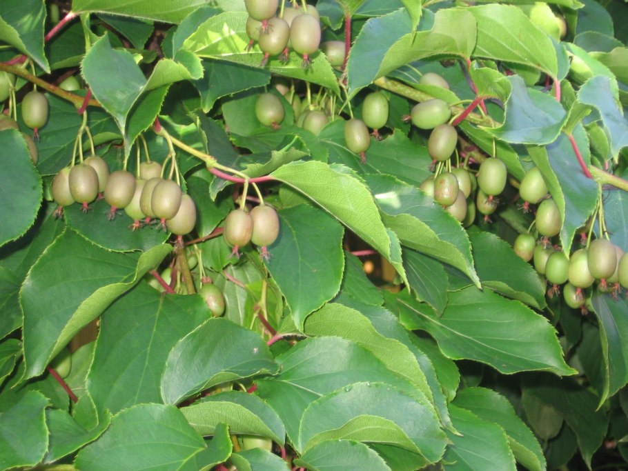 Актинидия коломикта