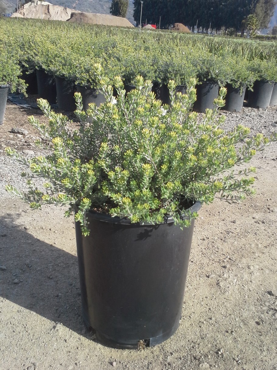 Вестрингия кустарниковая