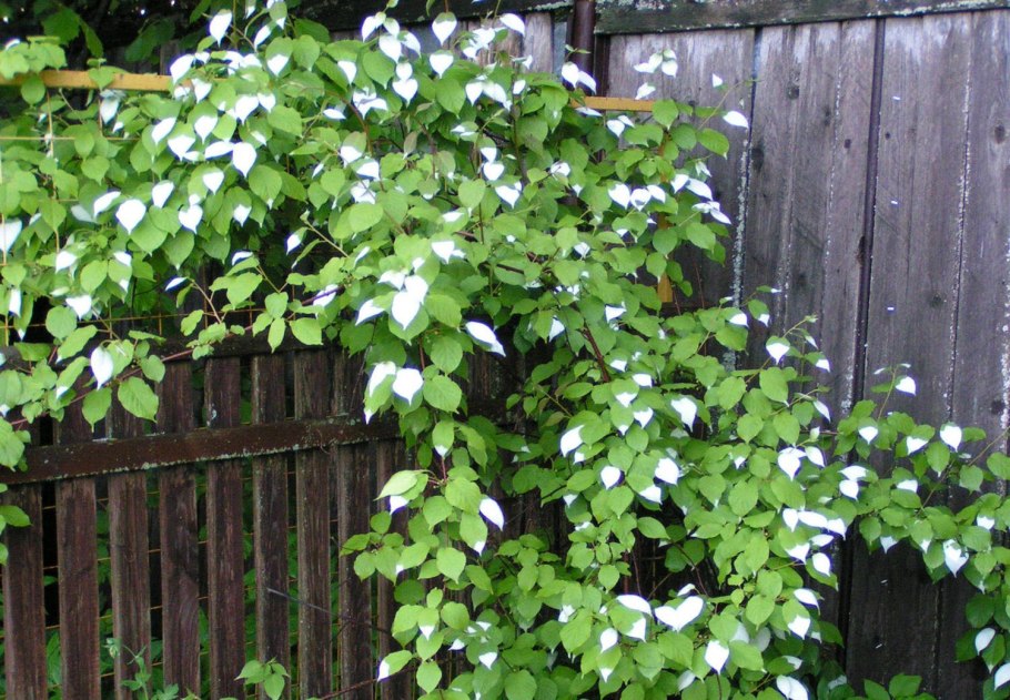 Лиана актинидия