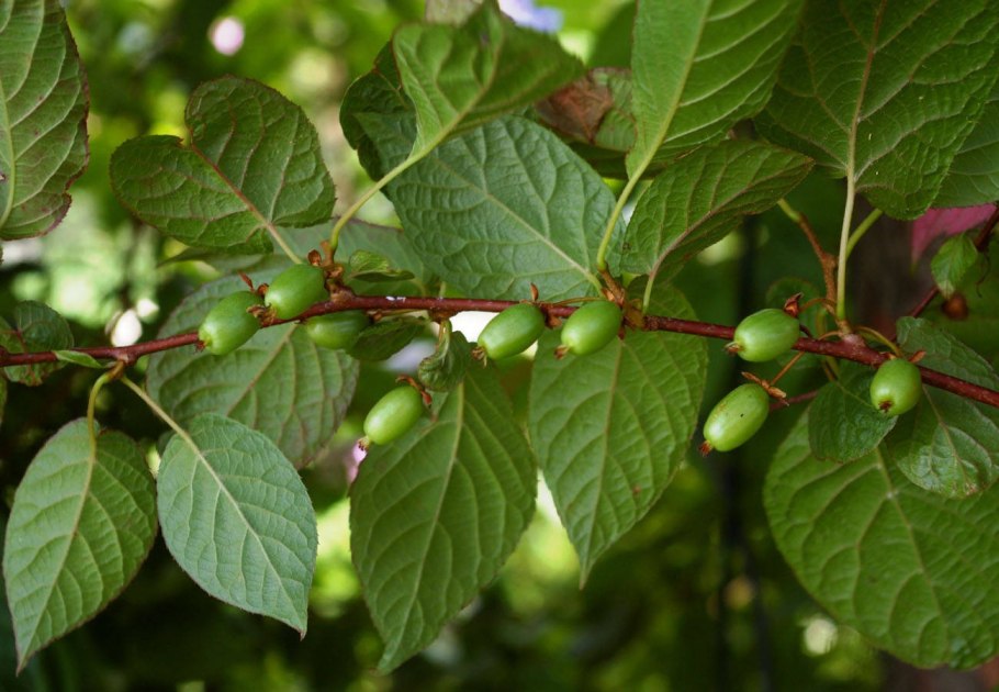 Westringia fruticosa 'Jervis Gem'