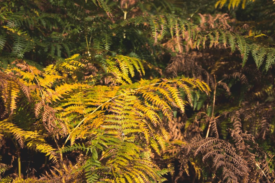 Dryopteris erythrosora Brilliance