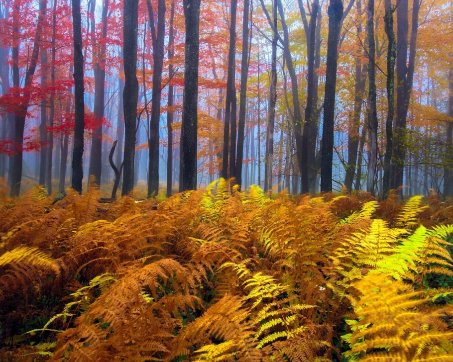 Щитовник erythrosora