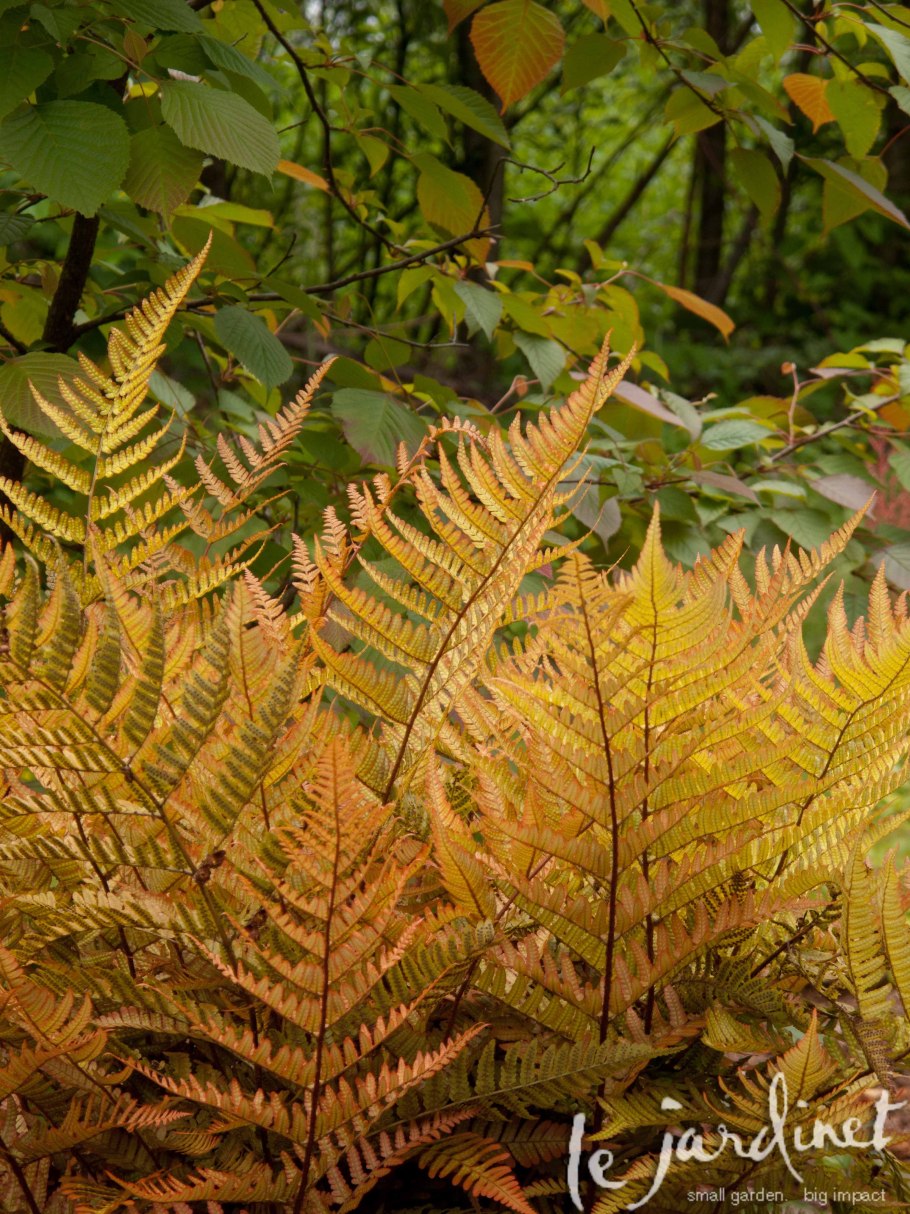 Щитовник красносорусовый autumn