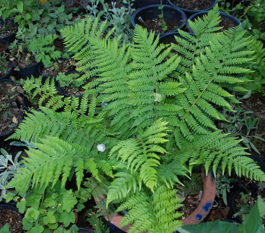 Папоротник осень