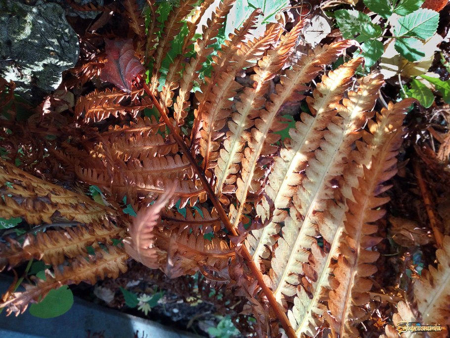 Дриоптерис Пальматум