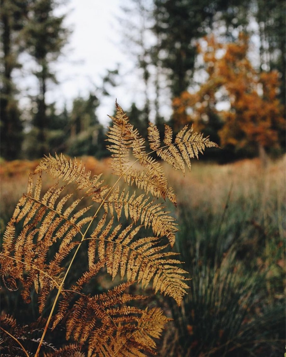 Щитовник красносорусовый