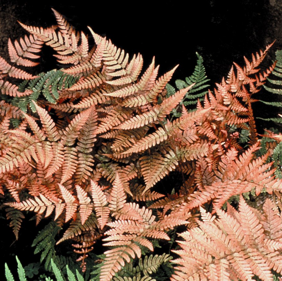 Щитовник красносорусовый (dryopteris erythrosora)