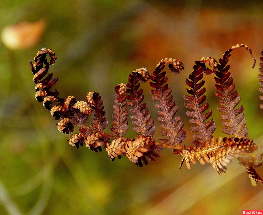 Папоротник осень