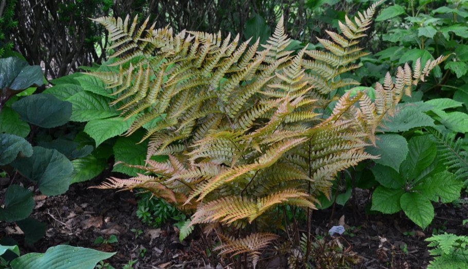 Dryopteris erythrosora