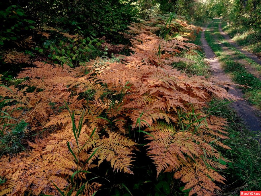 Щитовник красносорусовый autumn