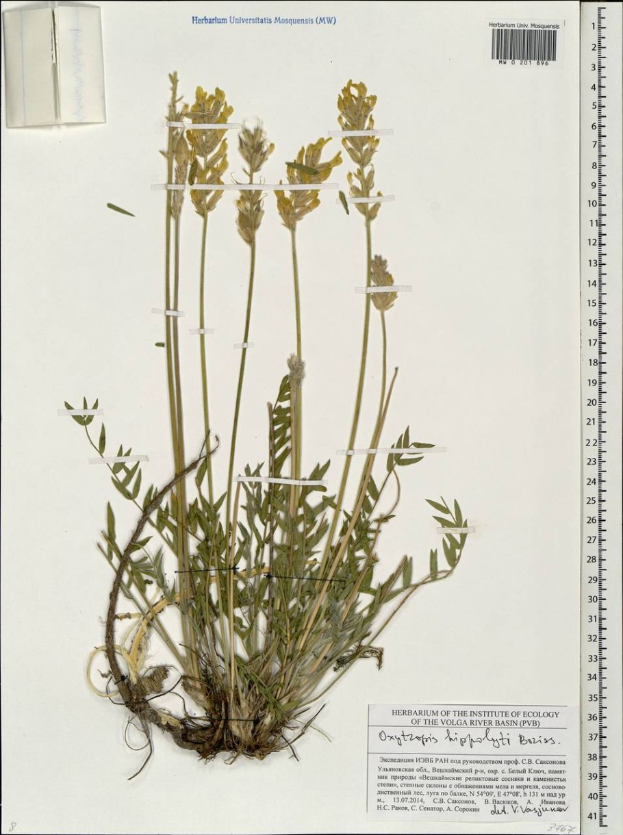 Остролодочник остролистный