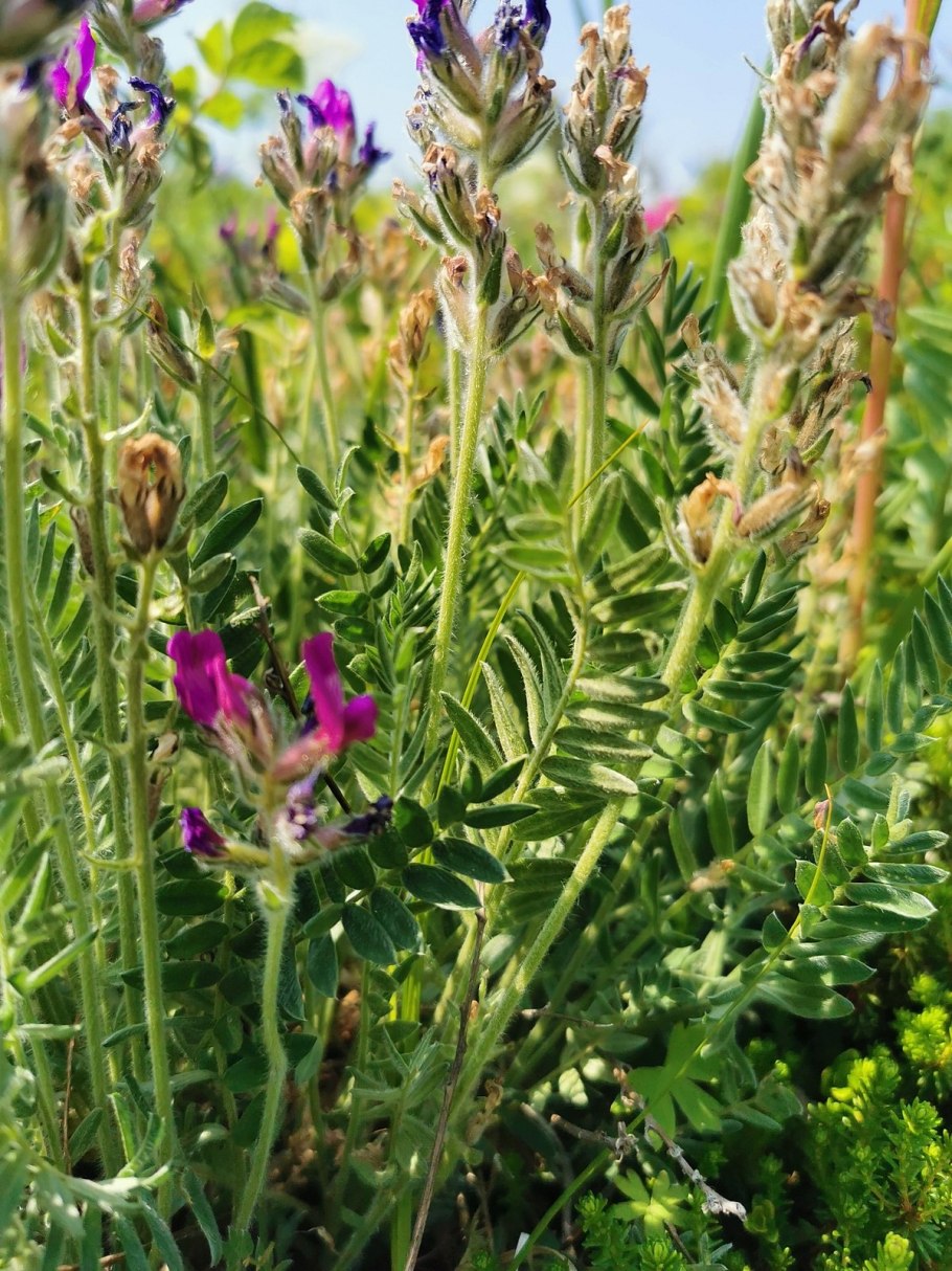 Oxytropis glabra