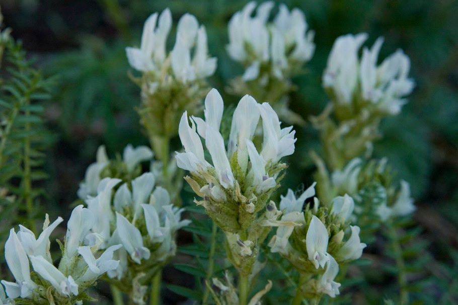 Остролодочник Палласа