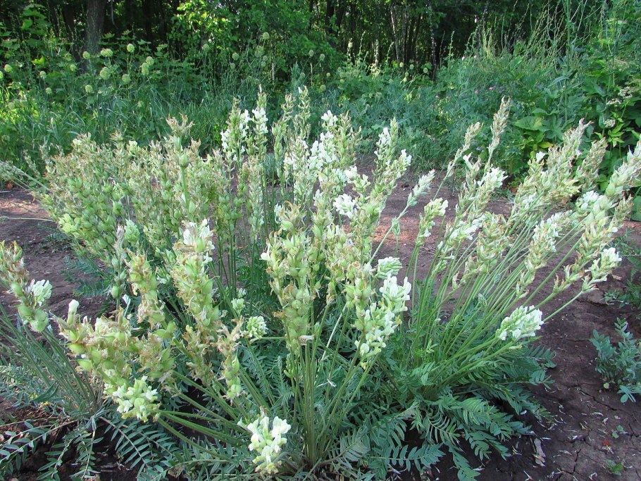 Oxytropis Hippolyti