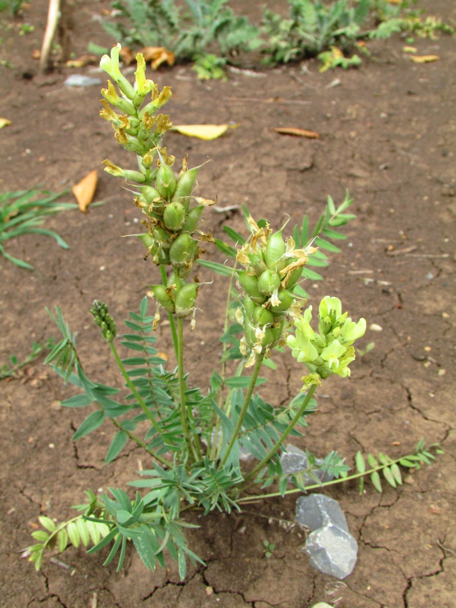 Остролодочник гербарий