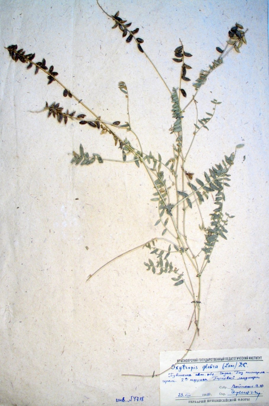 Остролодочник тысячелистный