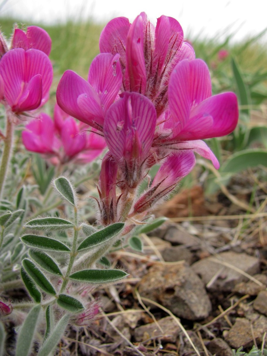 Астрагал копеечник Остролодочник