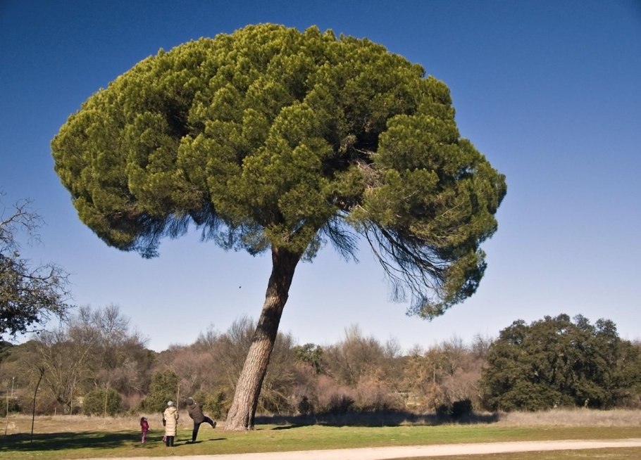 Пиния (Pinus pinea)