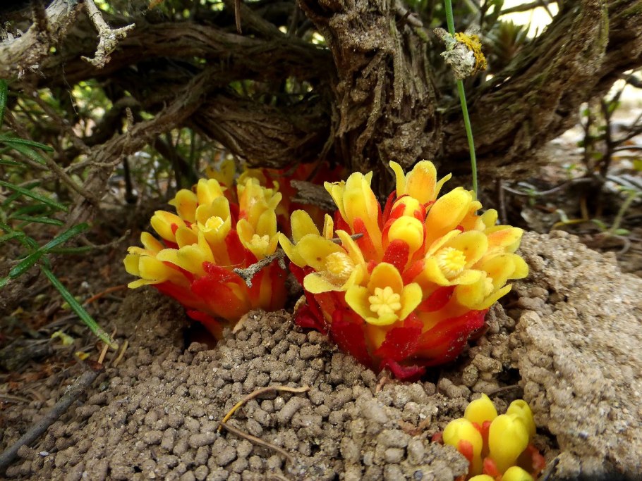 Подладанник красный