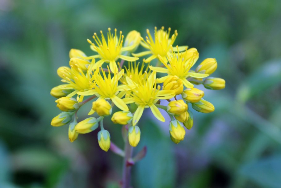 ЕМУЛИЯ желтая трава