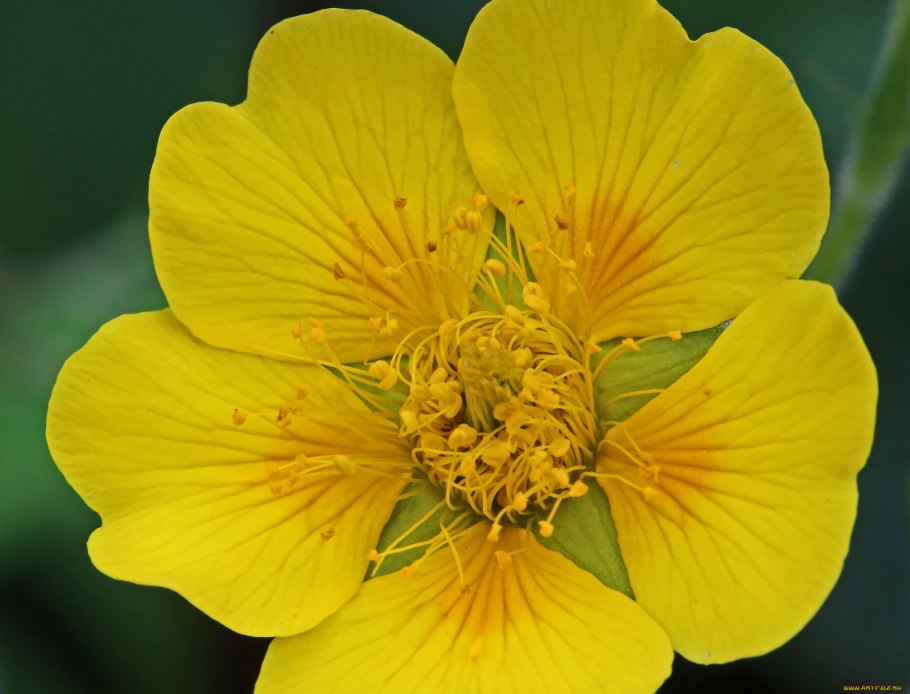 Солнцецвет желтый