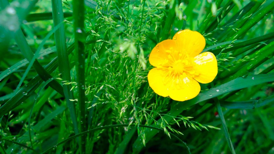 Маленькие желтые цветочки