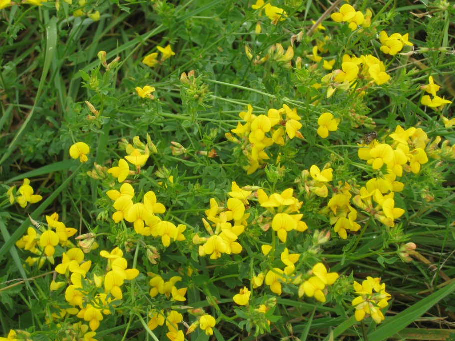 Цветок желтый Геншин