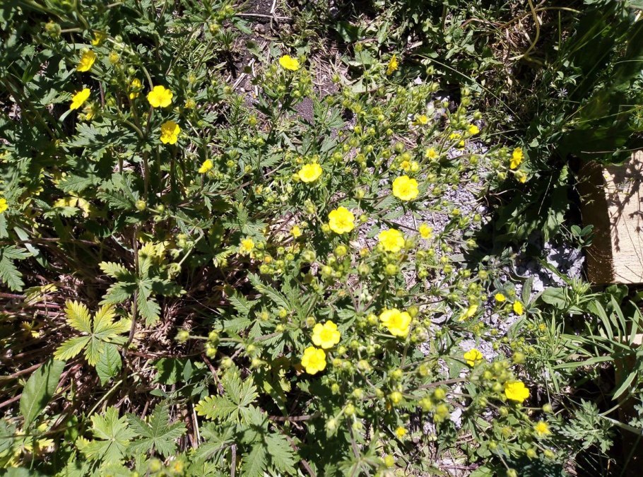 Горицвет желтый многолетний