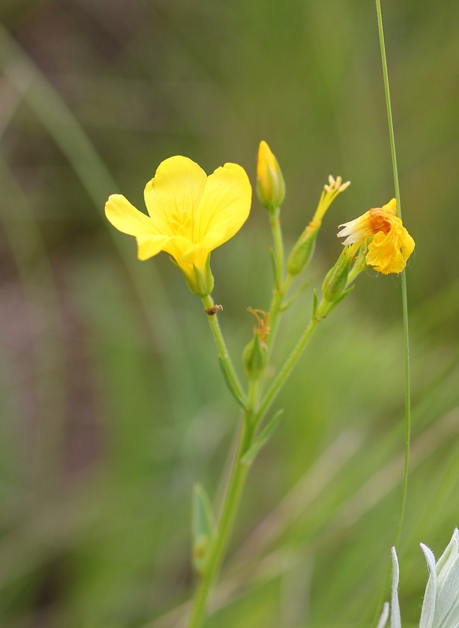 Лютик укореняющийся