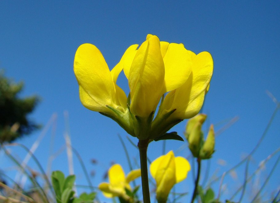 Сорняк лапчатка ползучая