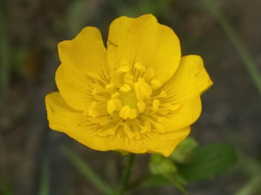 Весенние маленькие желтые цветы