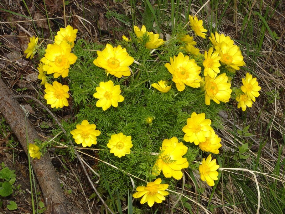 Желтые ромашки луговые