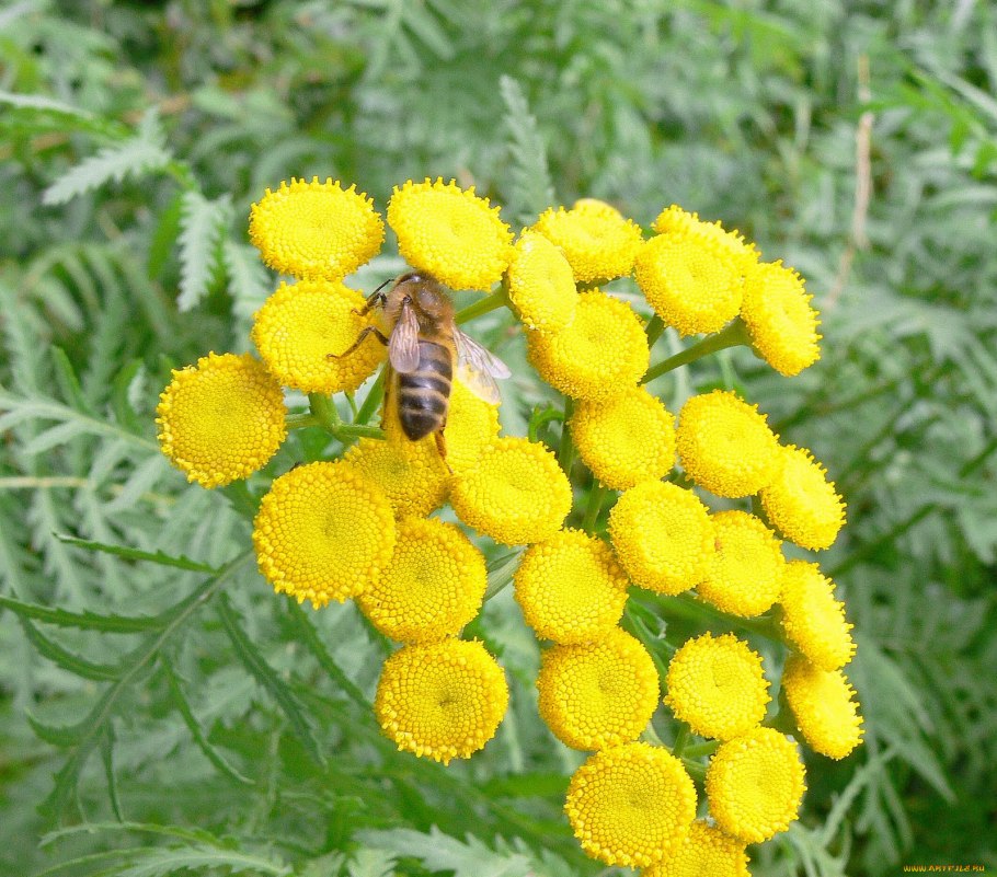 Желтые полевые цветы