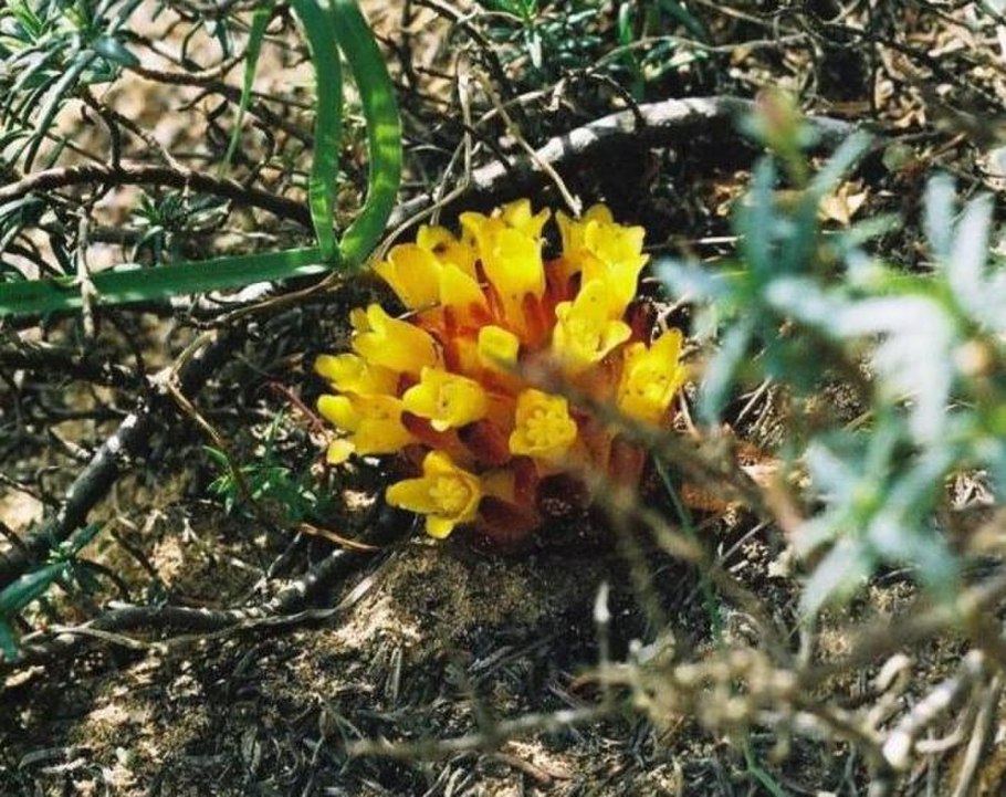 Подладанник красный