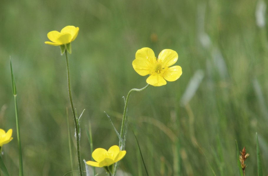 Лютик Саянский