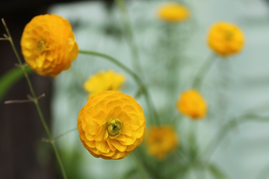 Лютик мохнатый