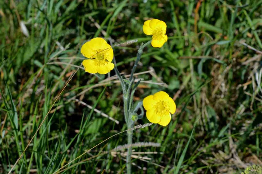 Лютик Балкарский (Ranunculus balkharicus)