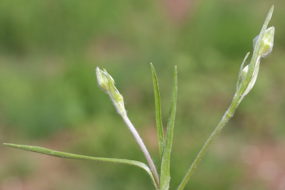 Калужница, едкий Лютик