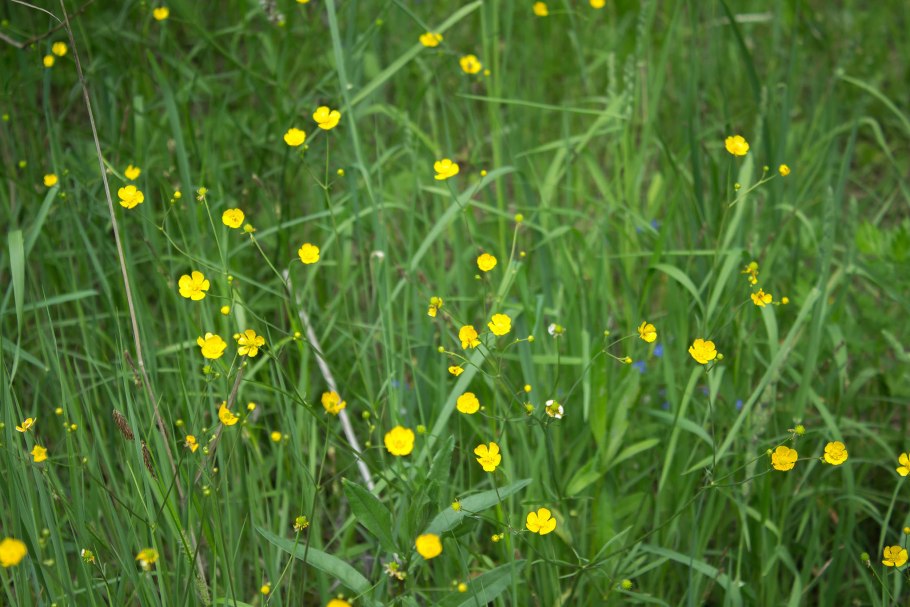 Лютик городчатый