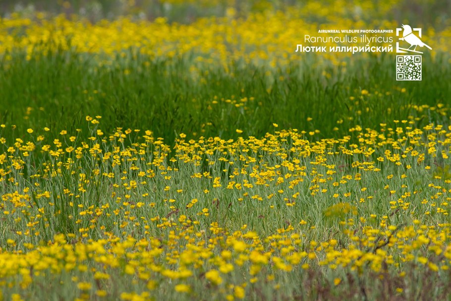 Лютик Пиренейский