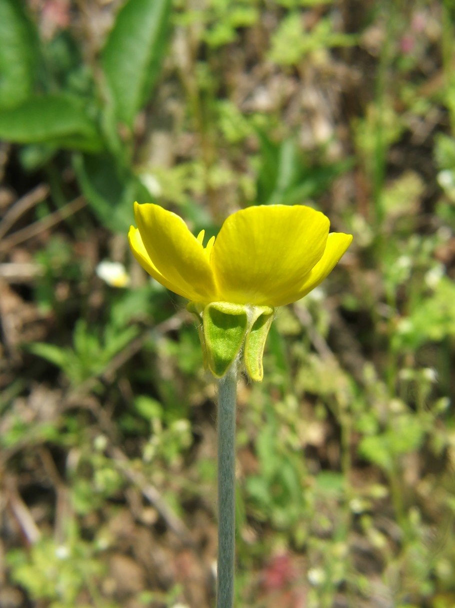 Ranunculus illyricus