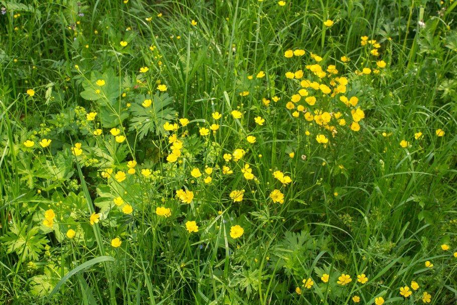 Лютик Иллирийский фото