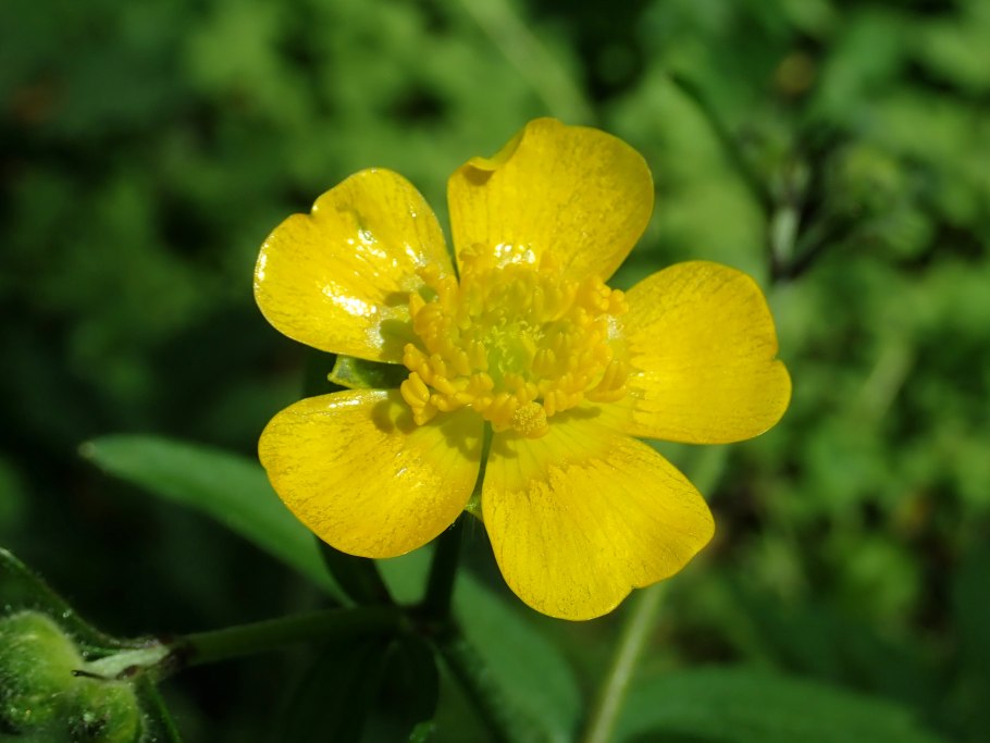Ranunculus lanuginosus