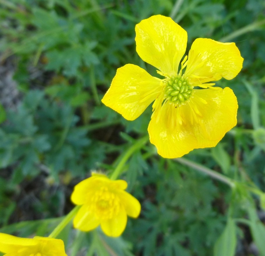 Ranunculus lanuginosus