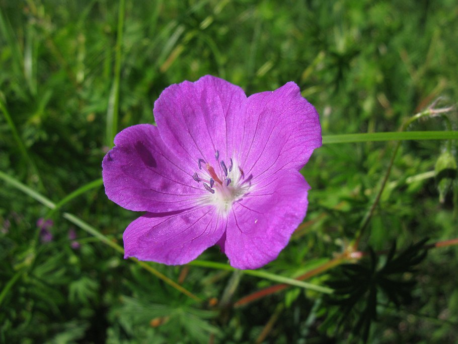 Лютик стоповидный