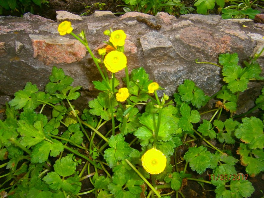 Лютик золотистый